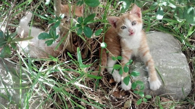 当足球铁蹄驶入F1赛道，卢卡库驾驶比利时战车，复刻西班牙硬仗意志力